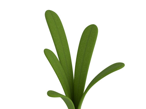 Rosemary 3D Model