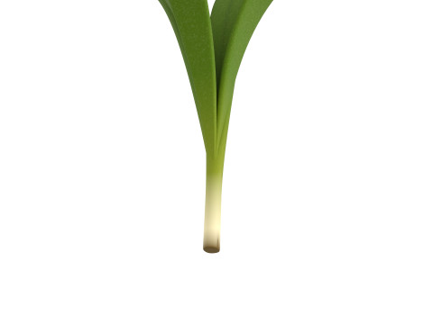 Rosemary 3D Model