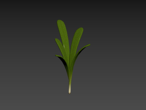 Rosemary 3D Model