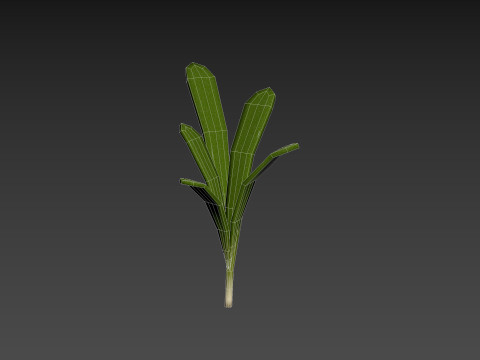Rosemary 3D Model