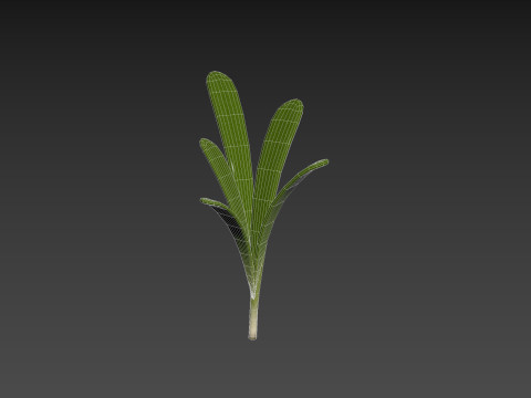 Rosemary 3D Model