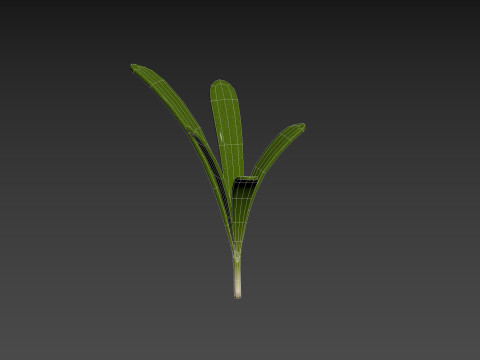 Rosemary 3D Model