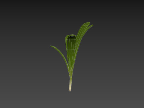Rosemary 3D Model