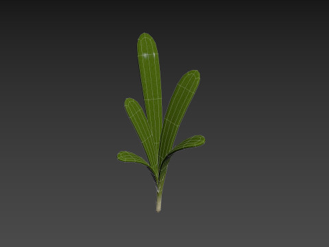 Rosemary 3D Model