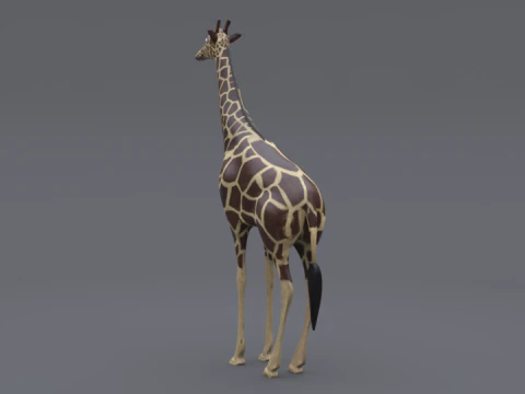 Giraffe 3D Model