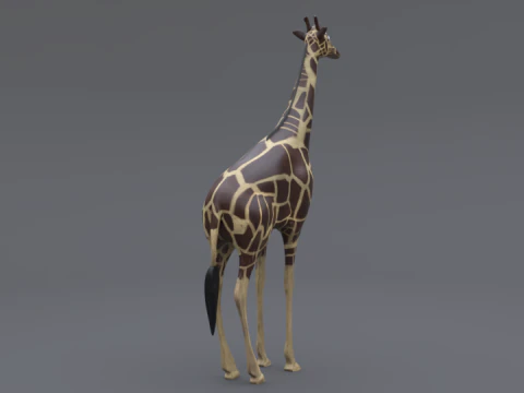 Giraffe 3D Model