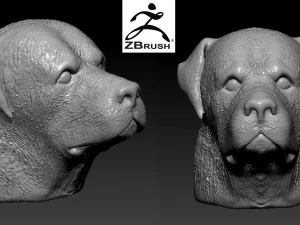 rottweiler head 3D Print Model