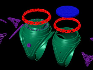round celtic signet mens ring 3D Print Model