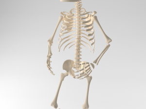 child skeleton Modello 3D