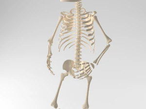 child skeleton 3D Model
