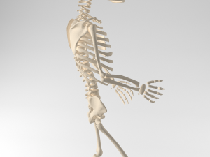 child skeleton Modello 3D