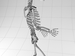 child skeleton Modello 3D
