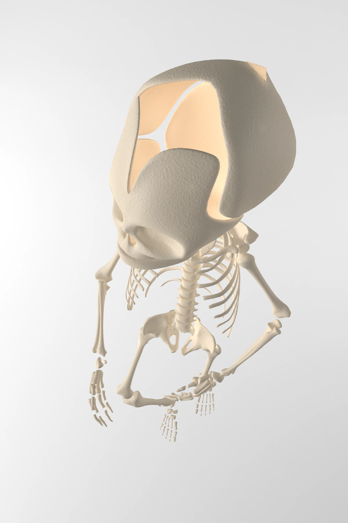 child skeleton 3D Model .c4d .max .obj .3ds .fbx .stl .blend 