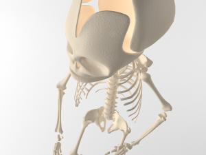 child skeleton 3D 모델