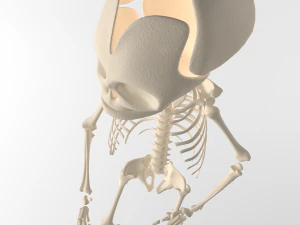子供のスケルトン 3Dモデル