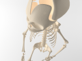 child skeleton 3D 모델