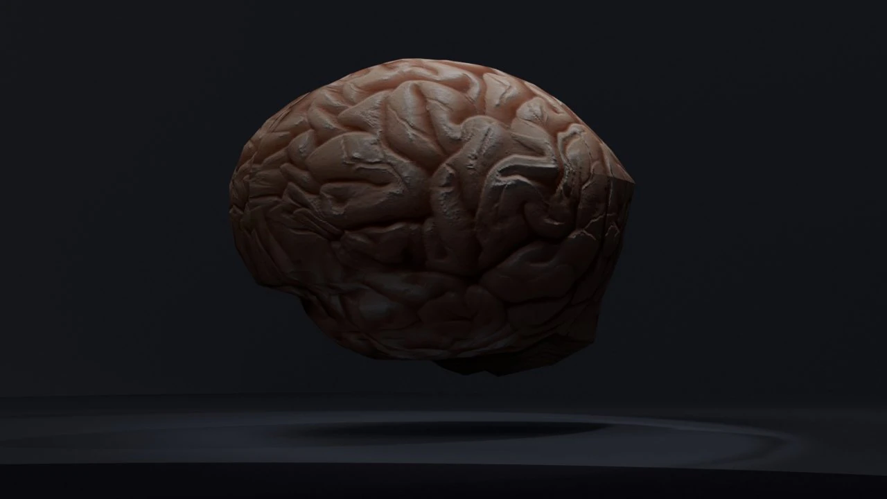 the brain 3D Model .c4d .max .obj .3ds .fbx .stl .blend 
