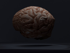 the brain 3D Model