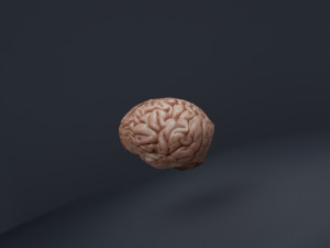 the brain 3D मॉडल