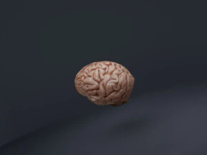 the brain 3D Model