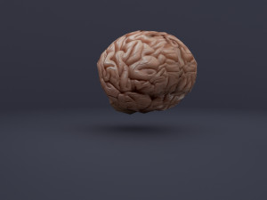 the brain 3D मॉडल