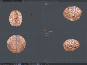 the brain 3D मॉडल