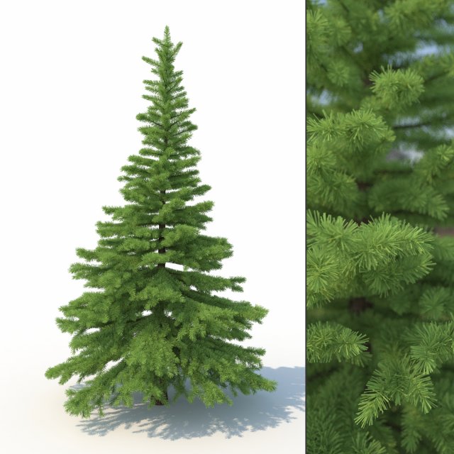 spruce tree no 1 Modèle 3D .c4d .max .obj .3ds .fbx .stl .blend 
