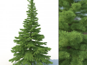 spruce tree no 1 Modèle 3D