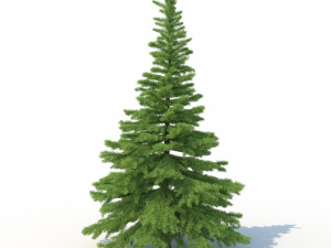 spruce tree no 1 Modèle 3D