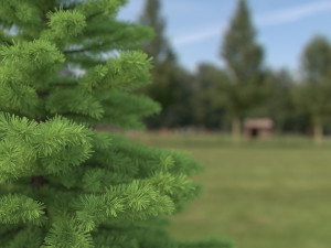 spruce tree no 1 Modèle 3D