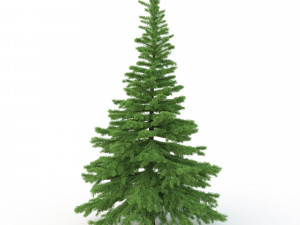 spruce tree no 1 Modèle 3D