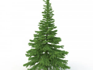 spruce tree no 1 3D Model