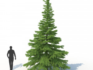 spruce tree no 1 Modèle 3D