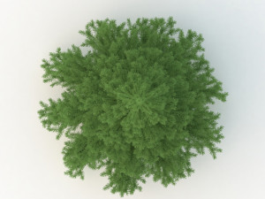 spruce tree no 1 Modèle 3D