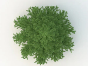 spruce tree no 1 3D Model
