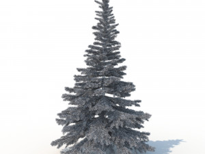 spruce tree no 1 Modèle 3D