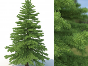 spruce tree no 2 Modèle 3D
