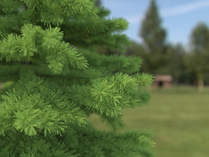 spruce tree no 2 3D Модель