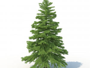 spruce tree no 2 3D Модель