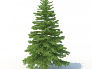 spruce tree no 2 3D Модель