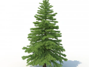 spruce tree no 2 3D Model