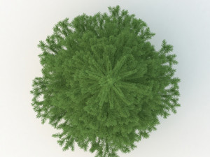 spruce tree no 2 3D Модель