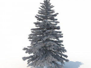 spruce tree no 2 3D Модель