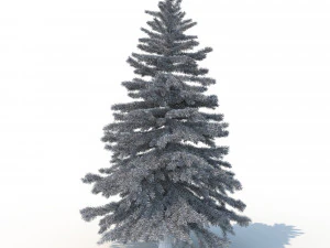 spruce tree no 2 3D Model