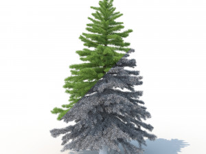 spruce tree no 2 3D Модель