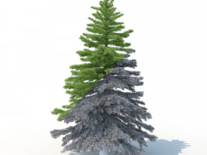 spruce tree no 2 3D Model