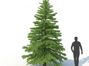 spruce tree no 2 3D Модель