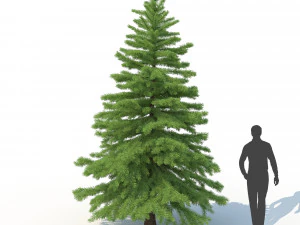 spruce tree no 2 3D Model