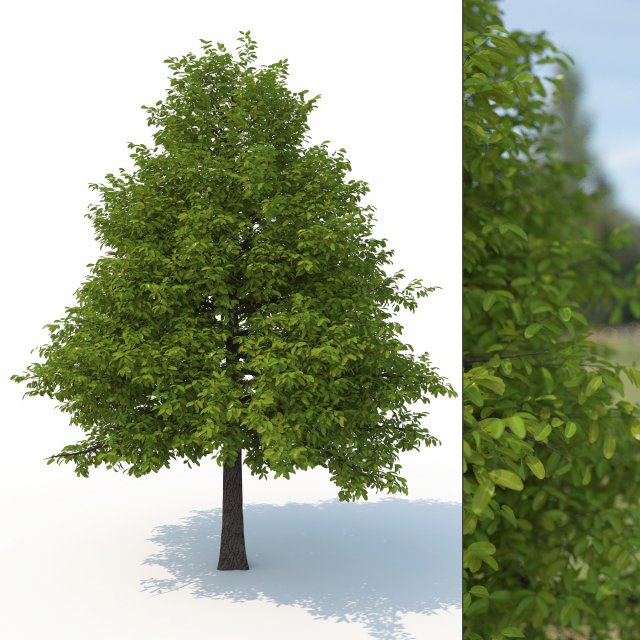 black tupelo tree no 1 3D Модель .c4d .max .obj .3ds .fbx .stl .blend 