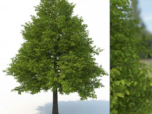 czarne drzewko tupelo nr 1 Model 3D